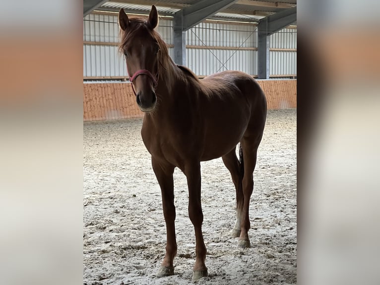 Deutsches Reitpferd Hengst 2 Jahre 165 cm Fuchs in Molbergen Deutsches Reitpferd Hengst 2 Jahre 165 cm Fuchs in Molbergen