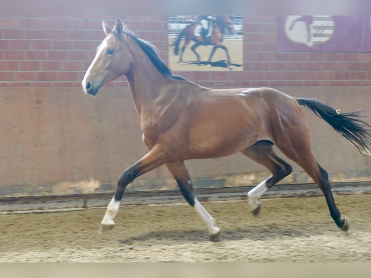 Deutsches Reitpferd Hengst 2 Jahre 167 cm Brauner in Paderborn