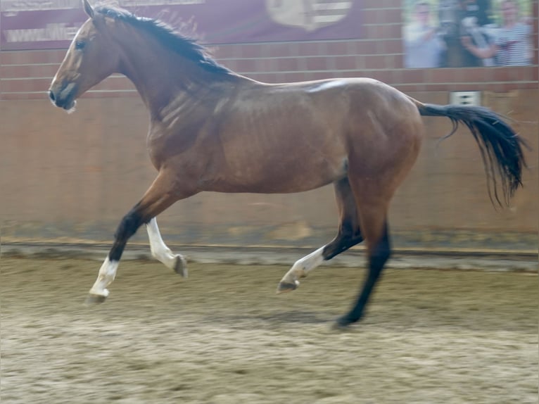 Deutsches Reitpferd Hengst 2 Jahre 167 cm Brauner in Paderborn