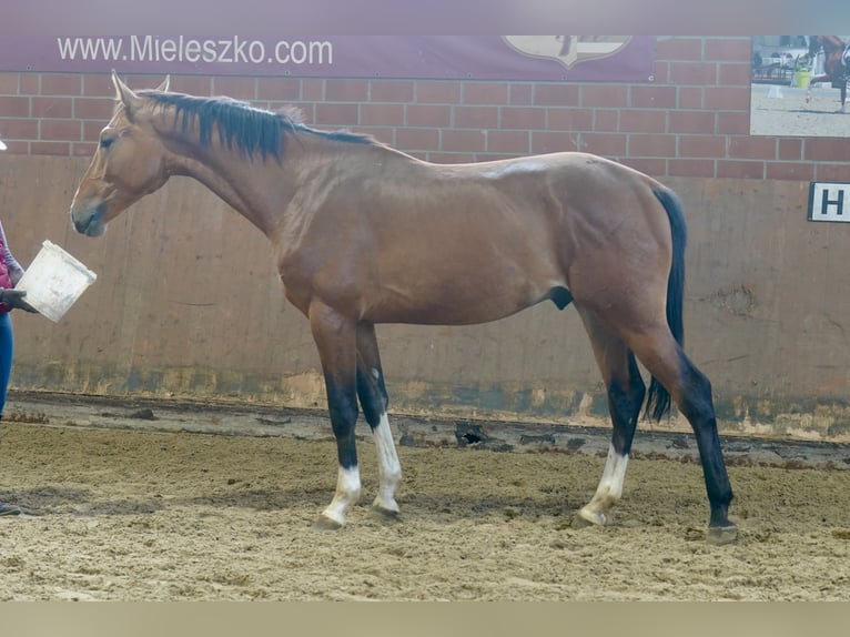 Deutsches Reitpferd Hengst 2 Jahre 167 cm Brauner in Paderborn