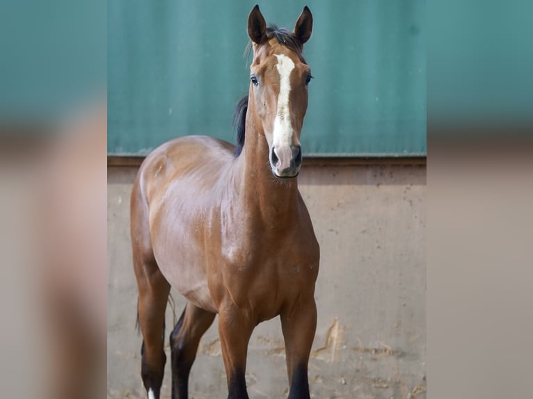Deutsches Reitpferd Hengst 2 Jahre 167 cm Brauner in Paderborn