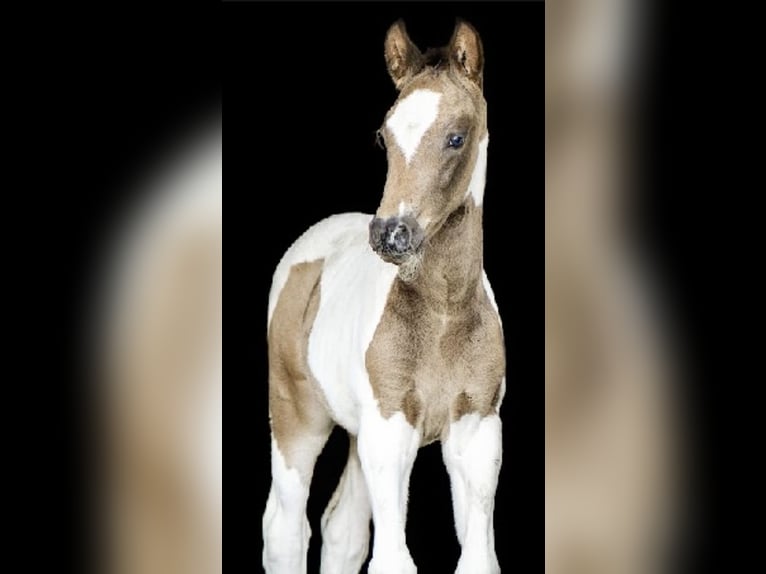 Deutsches Reitpferd Hengst 2 Jahre 170 cm Schecke in Weiskirchen