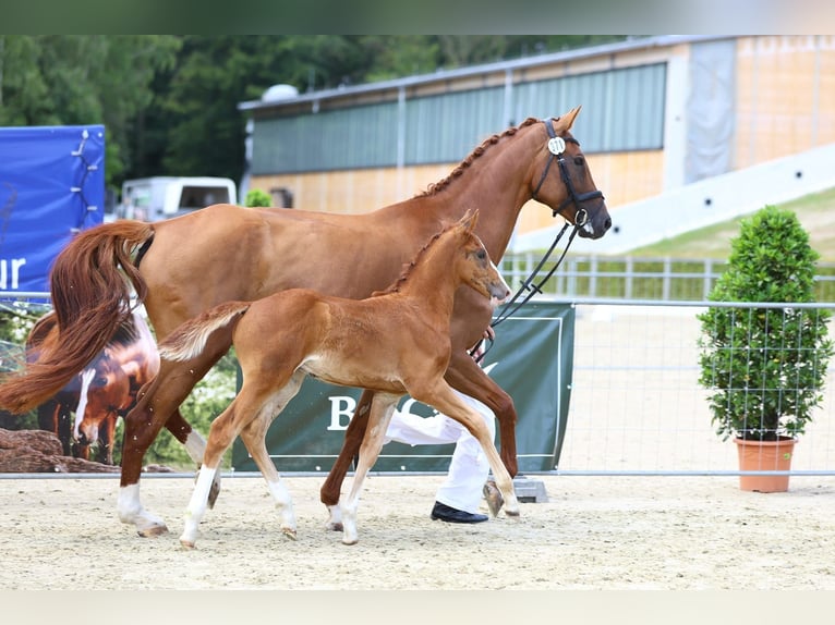 Deutsches Reitpferd Hengst 2 Jahre 174 cm Fuchs in Eibau