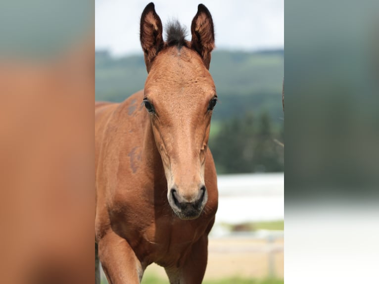 Deutsches Reitpferd Hengst 2 Jahre Brauner in Neuenrade