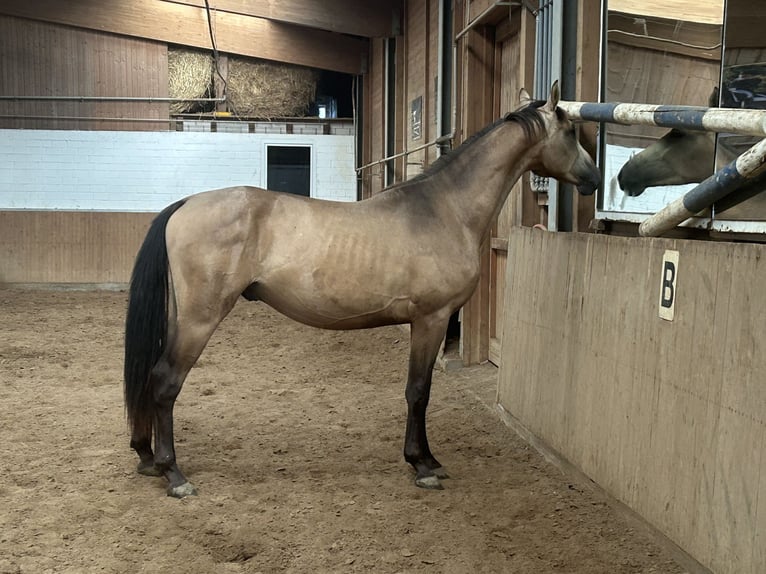 Deutsches Reitpferd Hengst 2 Jahre Buckskin in Heistenbach