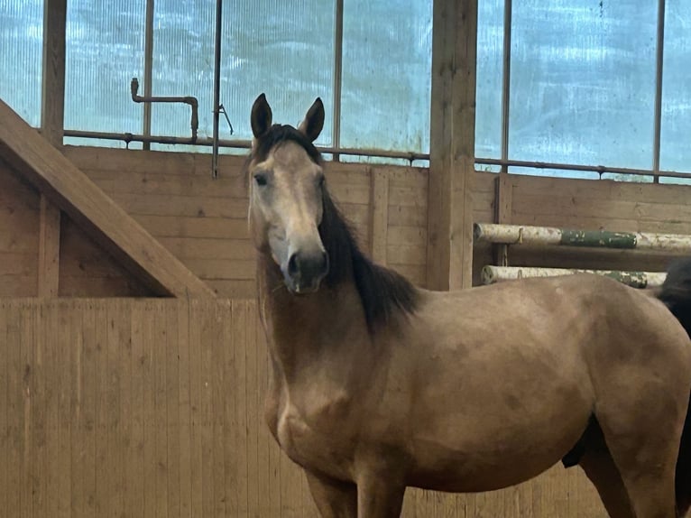 Deutsches Reitpferd Hengst 2 Jahre Buckskin in Heistenbach