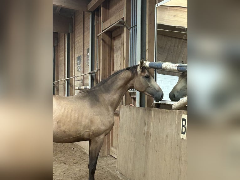Deutsches Reitpferd Hengst 2 Jahre Buckskin in Heistenbach