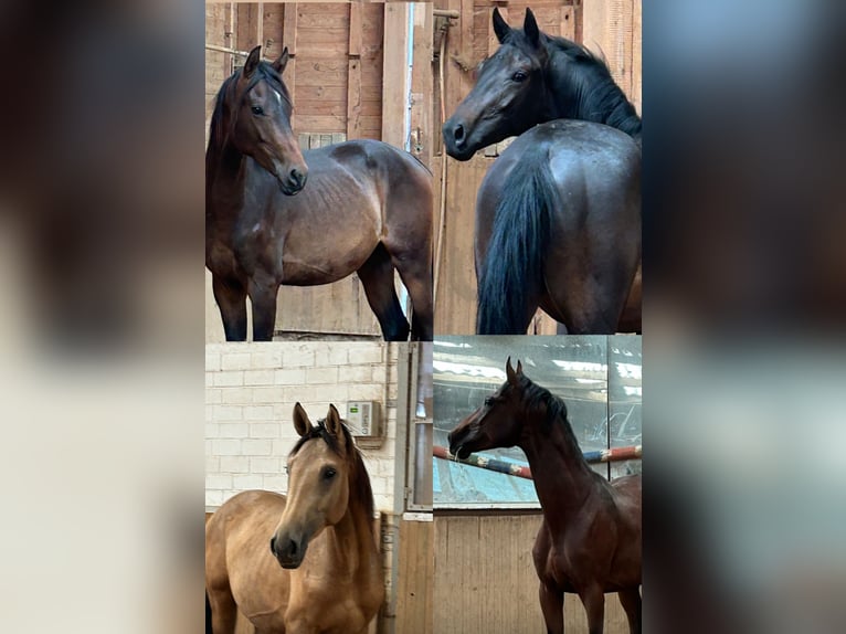Deutsches Reitpferd Hengst 2 Jahre in Heistenbach