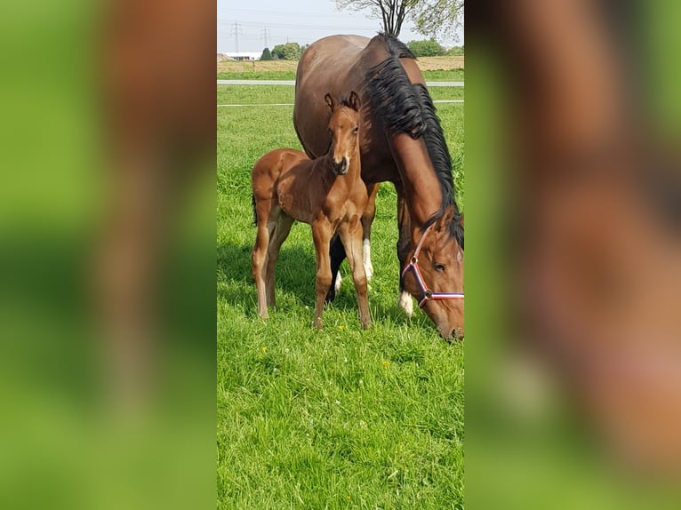 Deutsches Reitpferd Hengst 2 Jahre Dunkelbrauner in Aachen