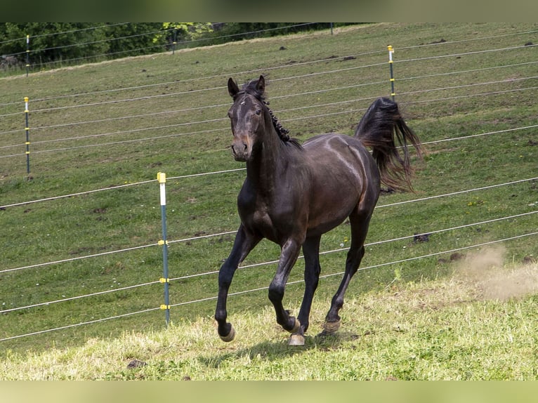 Deutsches Reitpferd Hengst 2 Jahre Dunkelbrauner in W&#xF6;rth an der Donau