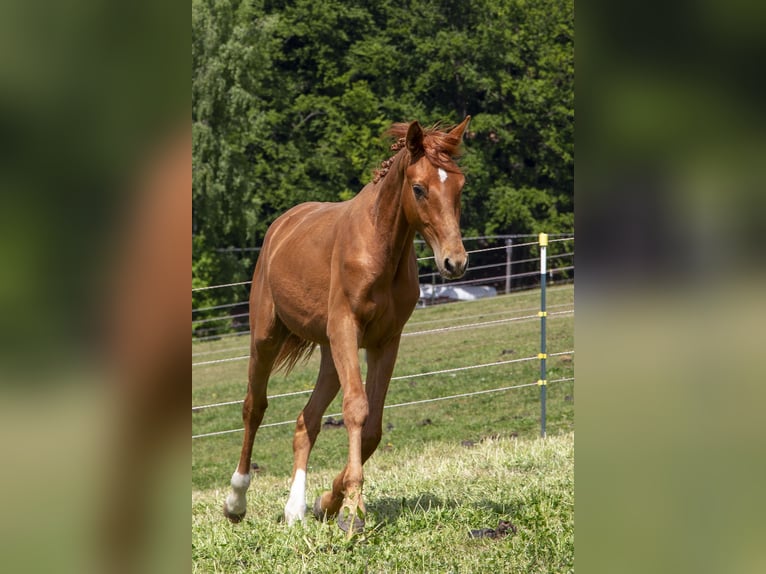 Deutsches Reitpferd Hengst 2 Jahre Fuchs in Wörth an der Donau