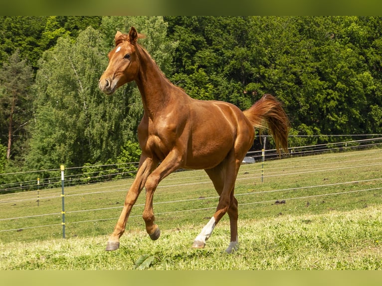 Deutsches Reitpferd Hengst 2 Jahre Fuchs in Wörth an der Donau