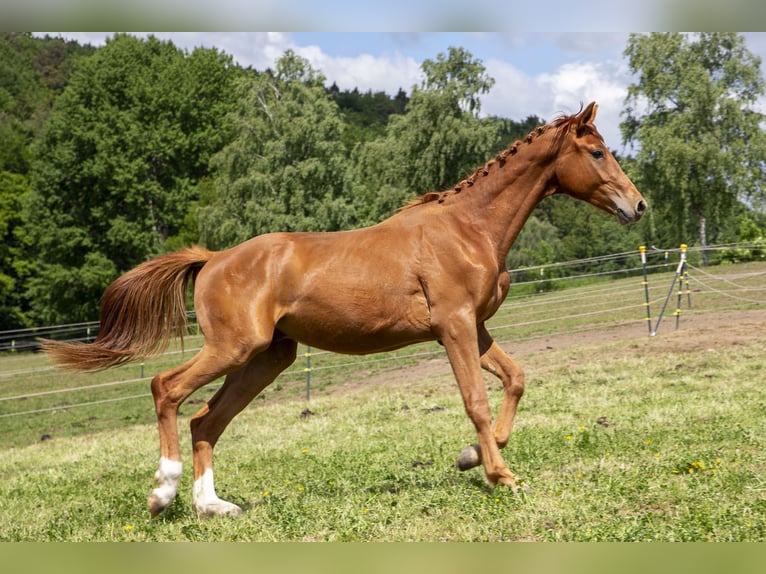 Deutsches Reitpferd Hengst 2 Jahre Fuchs in Wörth an der Donau