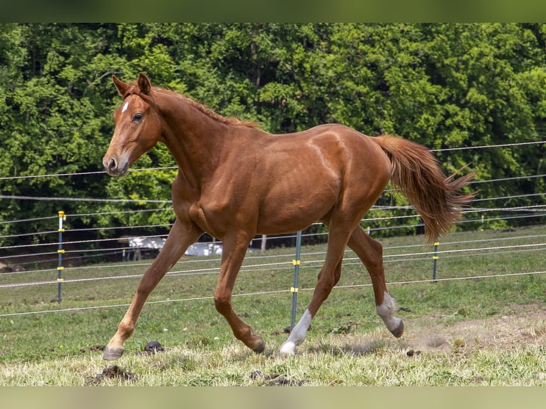 Deutsches Reitpferd Hengst 2 Jahre Fuchs in Wörth an der Donau