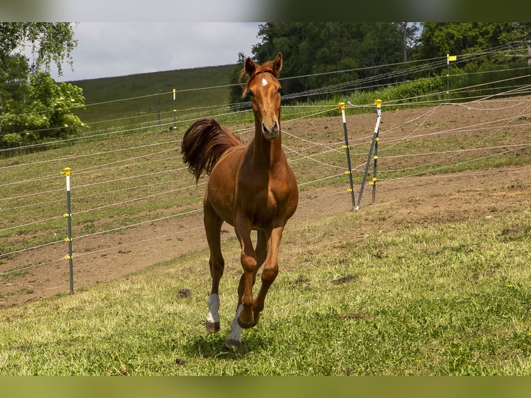 Deutsches Reitpferd Hengst 2 Jahre Fuchs in Wörth an der Donau