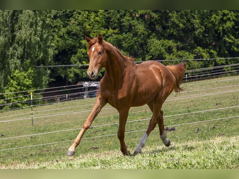 Deutsches Reitpferd Hengst 2 Jahre Fuchs in Wörth an der Donau