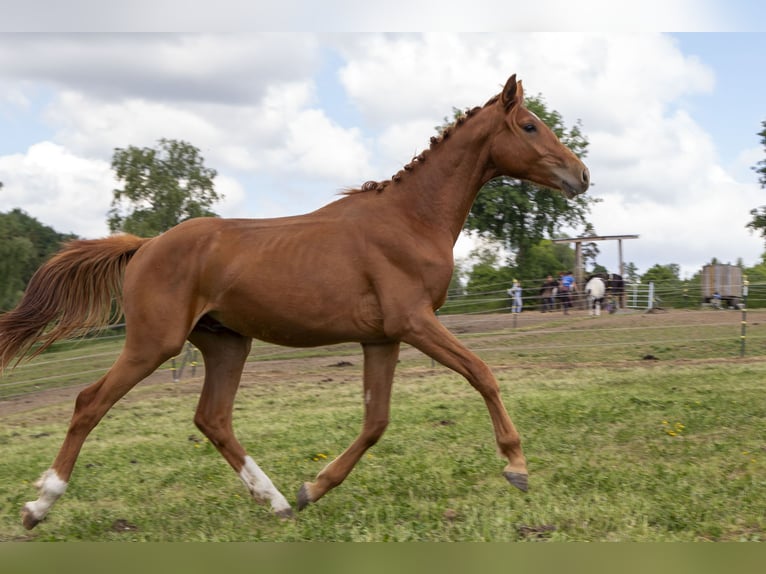 Deutsches Reitpferd Hengst 2 Jahre Fuchs in Wörth an der Donau