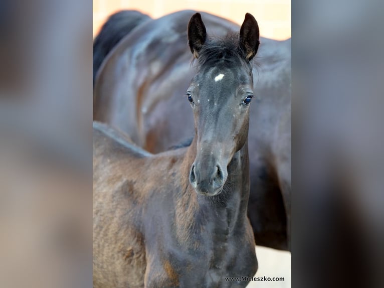 Deutsches Reitpferd Hengst 2 Jahre Schwarzbrauner in Paderborn