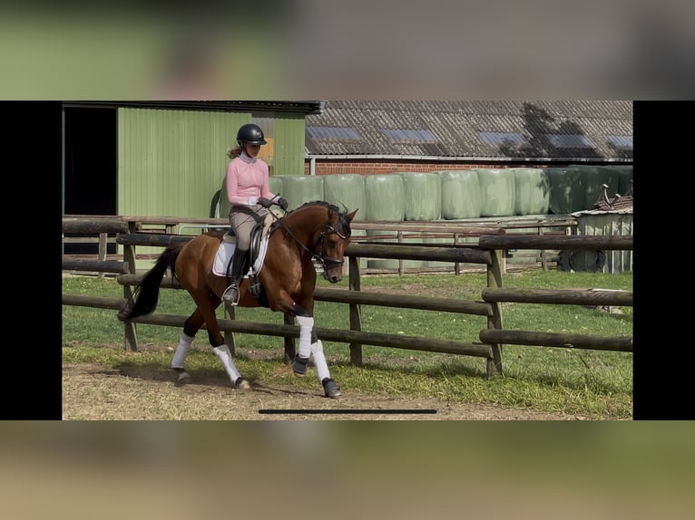 Deutsches Reitpferd Hengst 3 Jahre 145 cm Brauner in Engelbrechtsche Wildnis