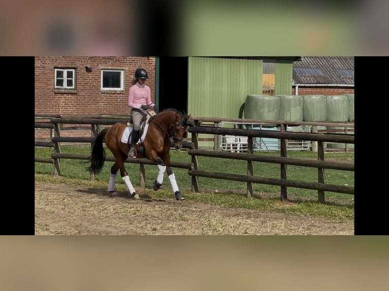 Deutsches Reitpferd Hengst 3 Jahre 145 cm Brauner in Engelbrechtsche Wildnis