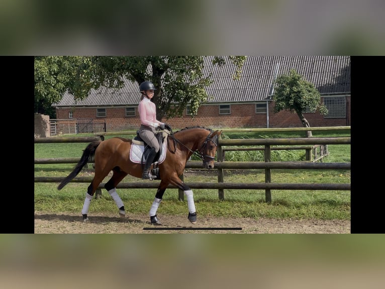 Deutsches Reitpferd Hengst 3 Jahre 145 cm Brauner in Engelbrechtsche Wildnis
