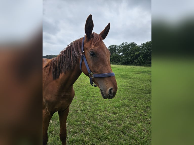 Deutsches Reitpferd Hengst 3 Jahre 152 cm Fuchs in Schwanefeld