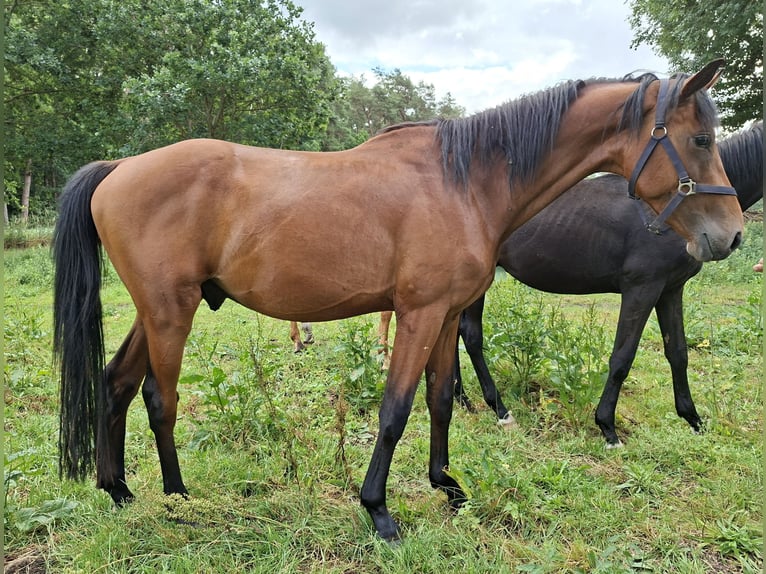 Deutsches Reitpferd Hengst 3 Jahre 153 cm Brauner in B&#xFC;tzow