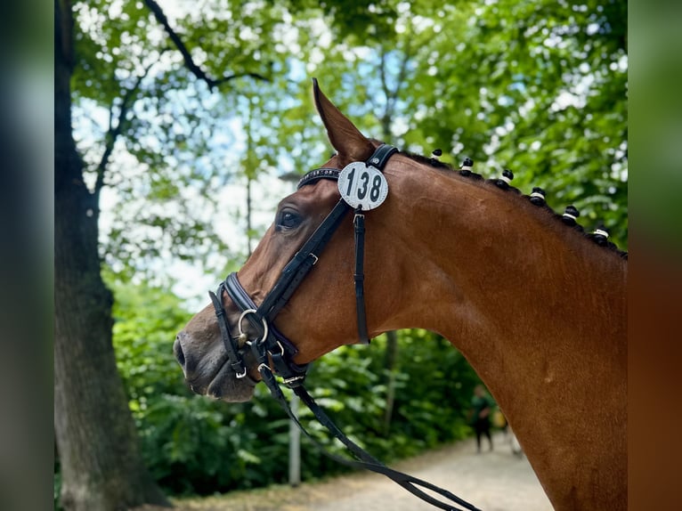 Deutsches Reitpferd Hengst 3 Jahre 162 cm in Ihlienworth Deutsches Reitpferd Hengst 3 Jahre 162 cm in Ihlienworth