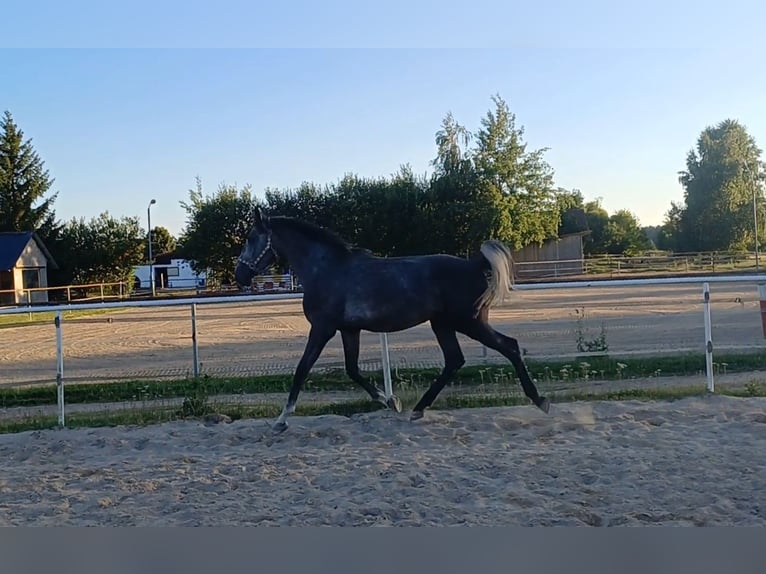 Deutsches Reitpferd Hengst 3 Jahre 166 cm Kann Schimmel werden in Stulln