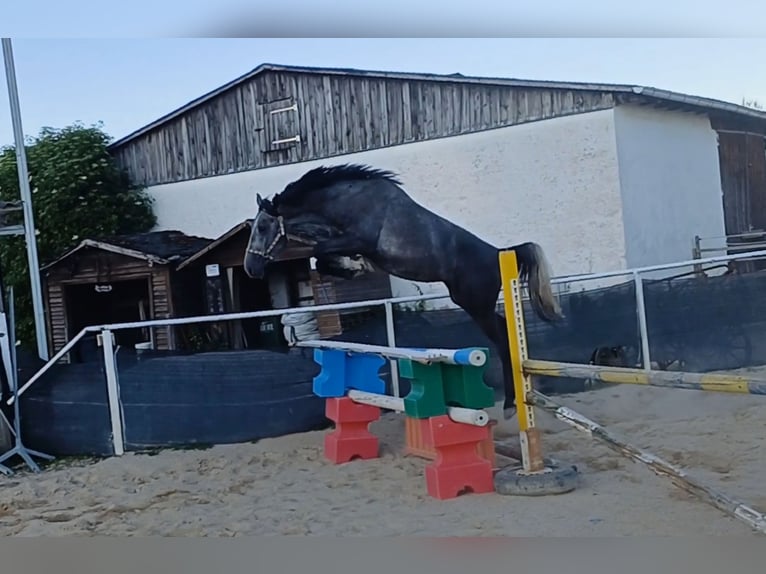 Deutsches Reitpferd Hengst 3 Jahre 166 cm Kann Schimmel werden in Stulln