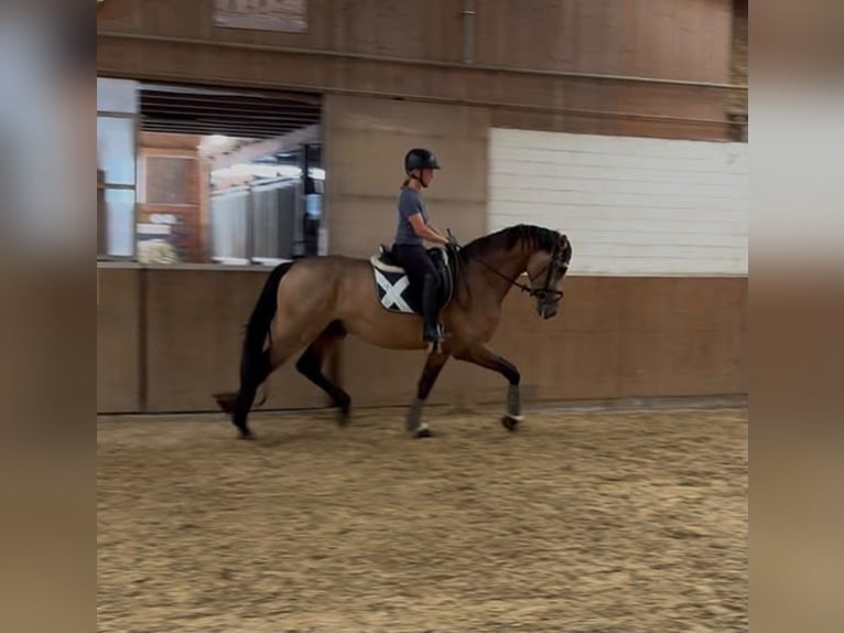 Deutsches Reitpferd Hengst 3 Jahre 168 cm Buckskin in Büdingen