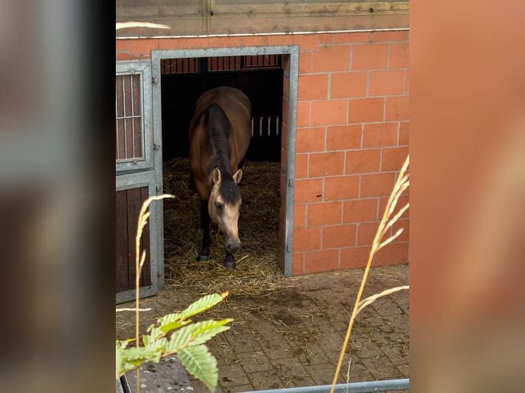 Deutsches Reitpferd Hengst 3 Jahre 168 cm Buckskin in Büdingen