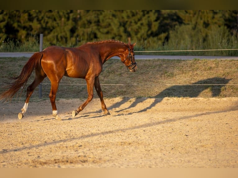 Deutsches Reitpferd Hengst 3 Jahre 168 cm Fuchs in Wörth an der Donau