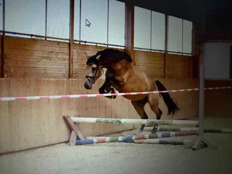 Deutsches Reitpferd Hengst 3 Jahre 169 cm Buckskin in Büdingen