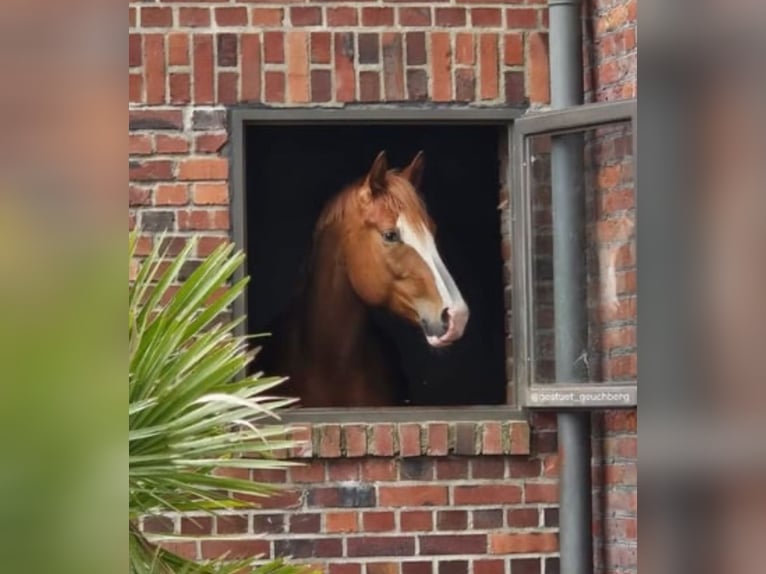 Deutsches Reitpferd Hengst 3 Jahre 169 cm Fuchs in Pulheim