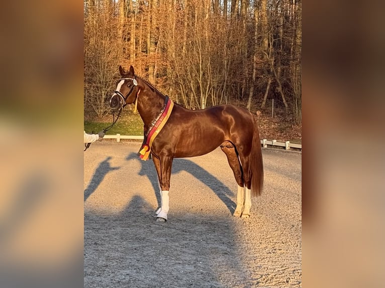 Deutsches Reitpferd Hengst 3 Jahre 170 cm Dunkelfuchs in Neusäß