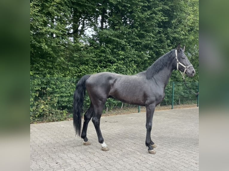Deutsches Reitpferd Hengst 3 Jahre 170 cm Rappe in Verl