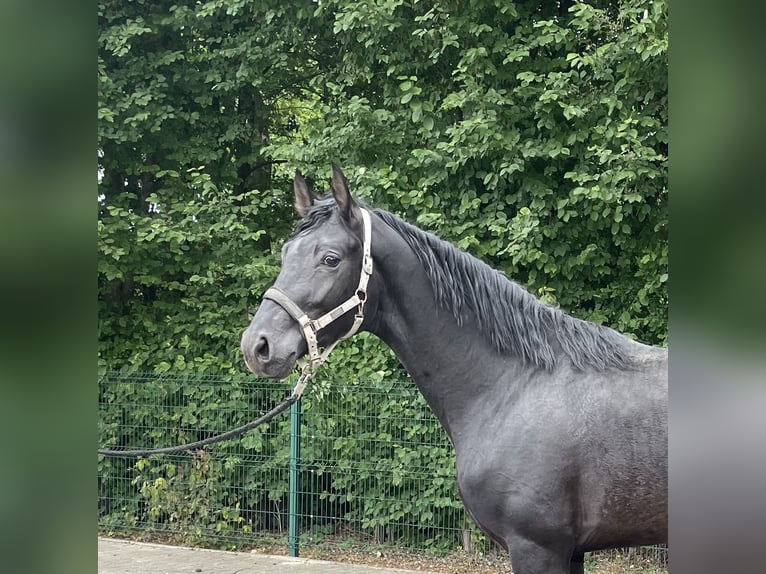 Deutsches Reitpferd Hengst 3 Jahre 170 cm Rappe in Verl