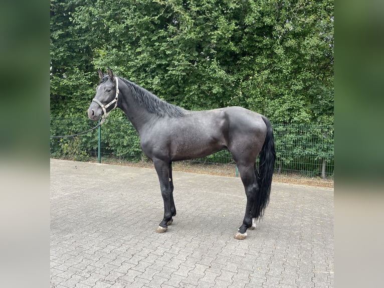Deutsches Reitpferd Hengst 3 Jahre 170 cm Rappe in Verl