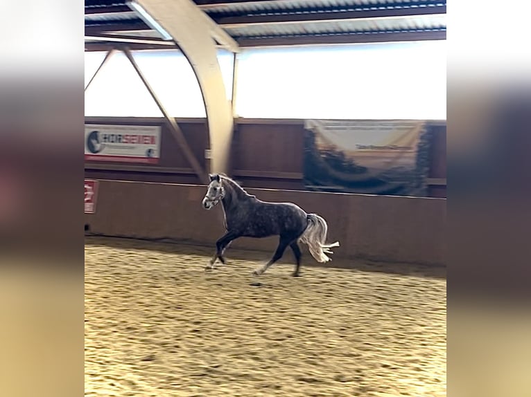 Deutsches Reitpferd Mix Hengst 4 Jahre 137 cm in Ulrichstein