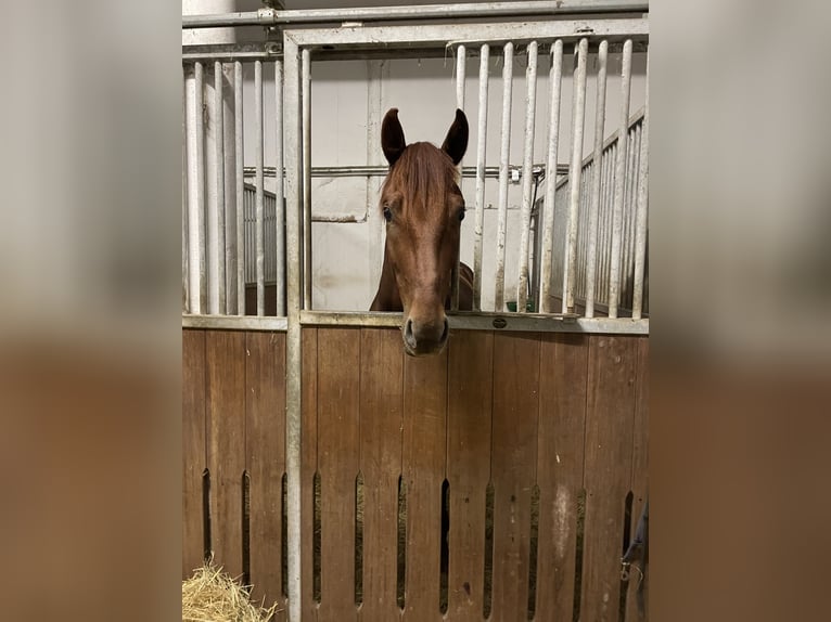 Deutsches Reitpferd Hengst 4 Jahre 166 cm Fuchs in Barntrup