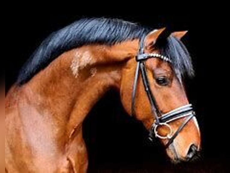 Deutsches Reitpferd Hengst 4 Jahre 170 cm Brauner in Ravensburg Deutsches Reitpferd Hengst 4 Jahre 170 cm Brauner in Ravensburg