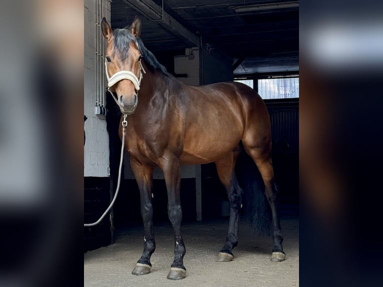 Deutsches Reitpferd Hengst 5 Jahre 164 cm Brauner in Itzehoe
