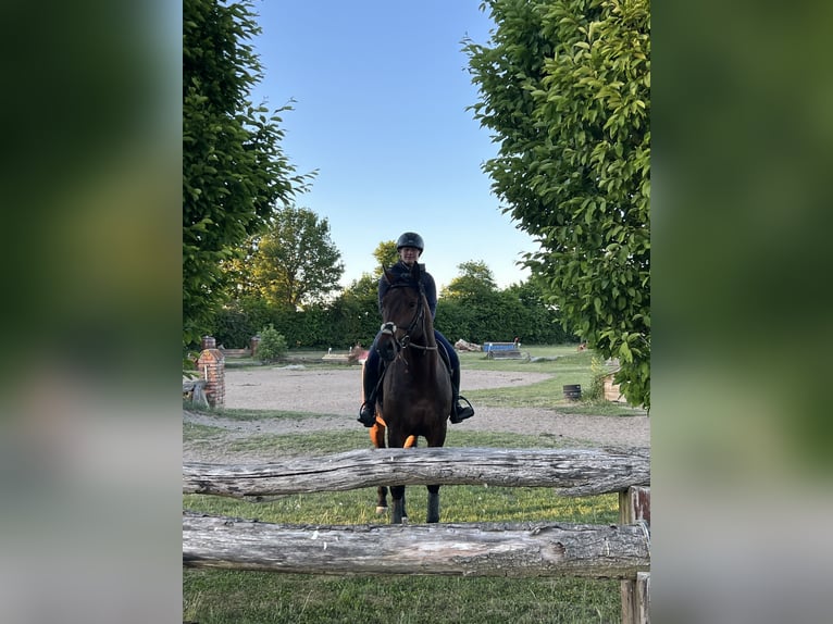 Deutsches Reitpferd Hengst 5 Jahre 164 cm Brauner in Itzehoe