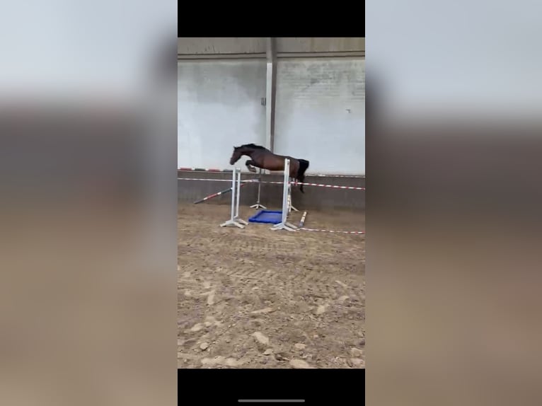 Deutsches Reitpferd Hengst 5 Jahre 164 cm Brauner in Itzehoe