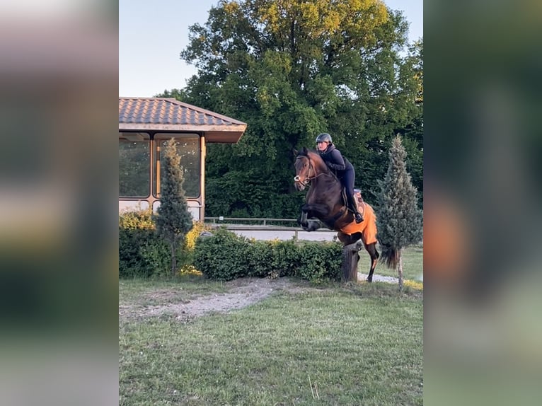 Deutsches Reitpferd Hengst 5 Jahre 164 cm Brauner in Itzehoe