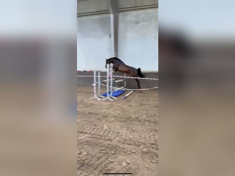 Deutsches Reitpferd Hengst 5 Jahre 164 cm Brauner in Itzehoe
