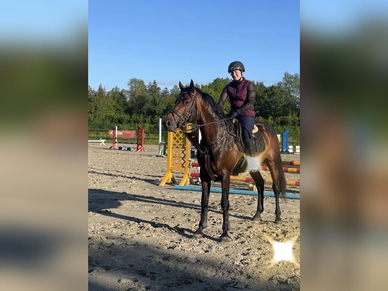 Deutsches Reitpferd Hengst 5 Jahre 164 cm Brauner in Itzehoe