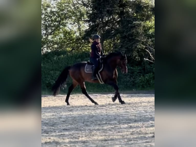 Deutsches Reitpferd Hengst 5 Jahre 164 cm Brauner in Itzehoe