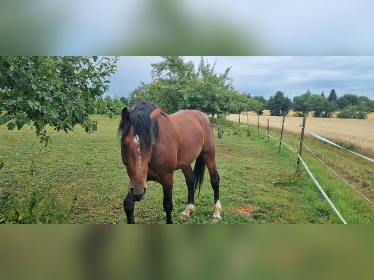 Deutsches Reitpferd Hengst 5 Jahre 166 cm Brauner in Ravensburgr